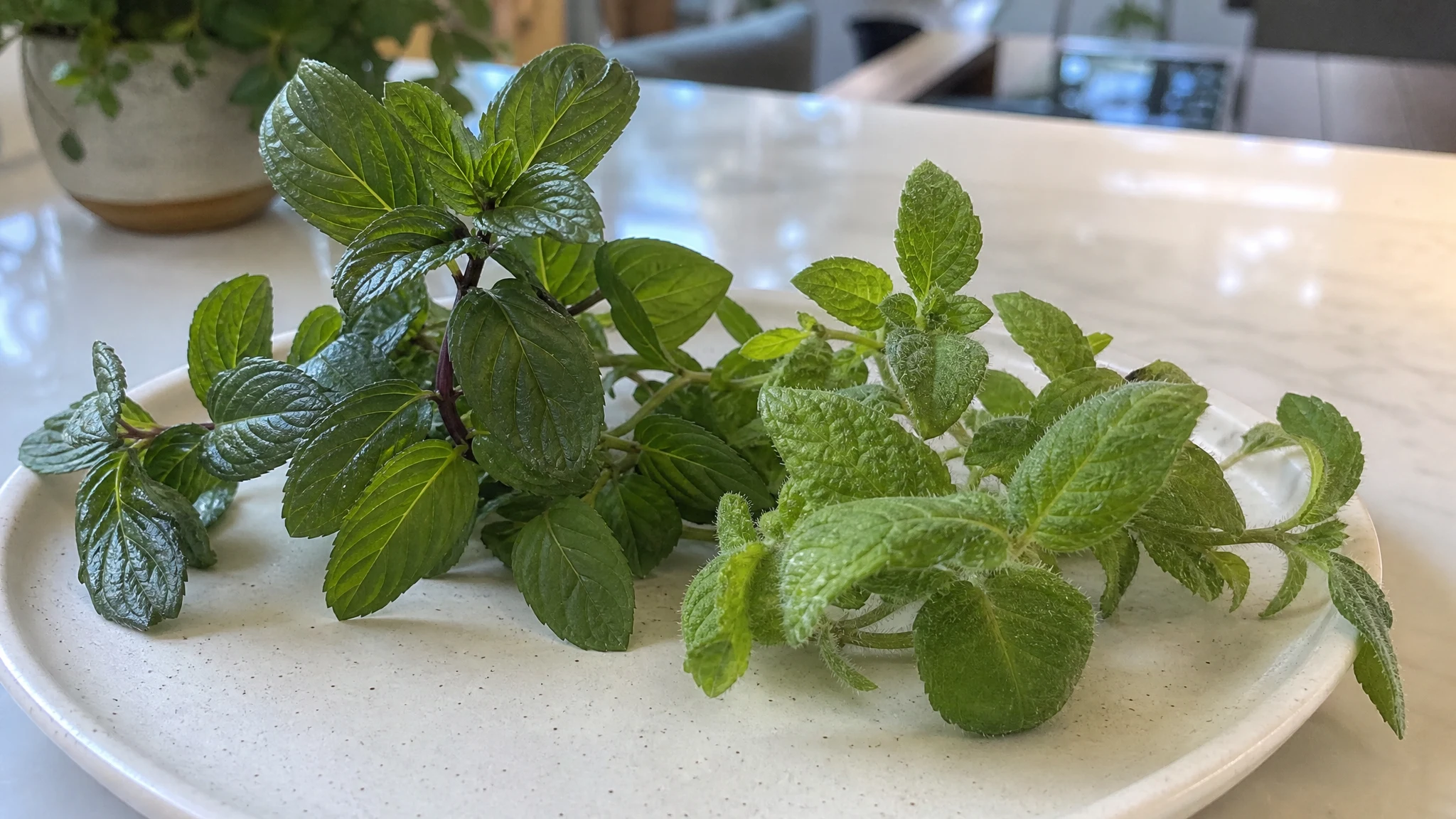 Mentha piperita vs arvensis: Peppermint and Cornmint Oil