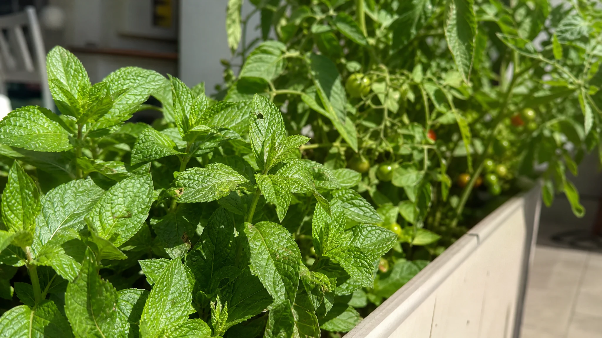 Peppermint Oil for Garden Pests: Aphids, Squirrels, Leaf Burn